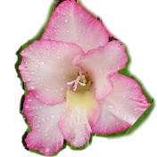 nul n'est censé ingonrer la loi logo